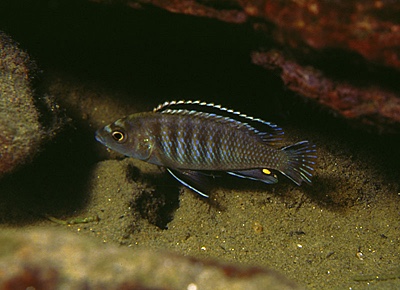 Labidochromis sp. 'zebra eastern' Gome